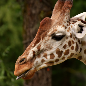 Things To Do Gulf Breeze Zoo